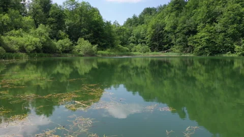 Drone Flying Over a Beautiful Forest Lake 動画素材 312758803