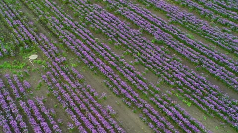 Drone flying over beautiful lupine field 4K Video stock 242595253