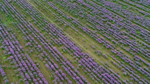 Drone flying over beautiful lupine field 4K 2 Stock Footage 242595256