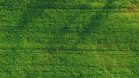 Drone flying over Beautiful Natural Field. Agricultural fields. Stock Footage 145778317