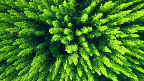 Drone flying over a beautiful pine tree Video stock 201898822