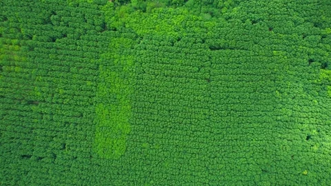 Drone flying over a beautiful rubber trees plantation Video stock 201899611
