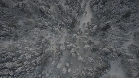 Drone flying over beautiful snow-covered pine forest. movement from top bottom. Stock Footage 319258237