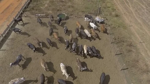 Drone flying over beef cattle confinement Stock Footage 129449803