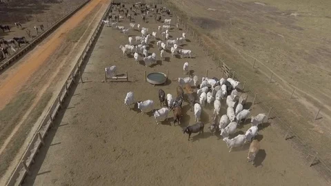 Drone flying over beef cattle confinement Stock Footage 129450119