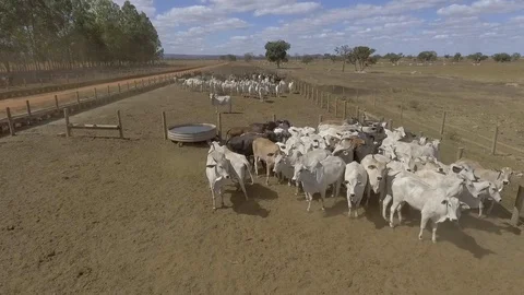 Drone flying over beef cattle confinement Stock Footage 129450144