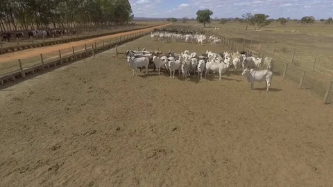 Drone flying over beef cattle confinement Stock Footage 129450162