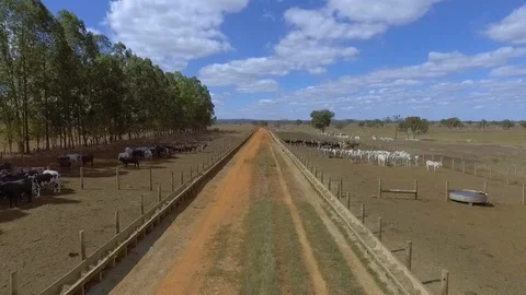 Drone flying over beef cattle confinement with trees in the background Stock Footage 129450237