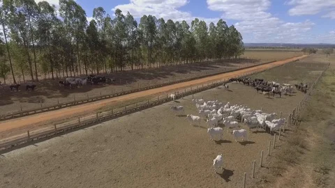 Drone flying over beef cattle confinement with trees in the background Stock Footage 129450299