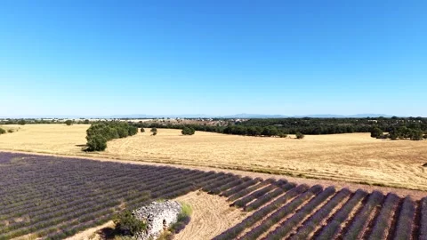 Drone flying over a beekeeping lavender field with a trullo Stock Footage 339931890