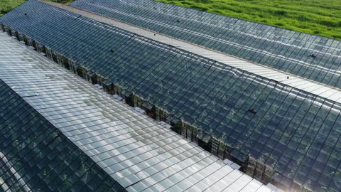 Drone Flying Over a Big Glasshouse with Natural Organic Plants. Greenhouse Stock Footage 194574408