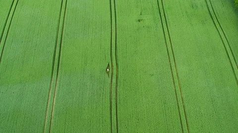 Drone flying over big lush field with tractor tracks, drone stock footage by Stock Footage 138688438