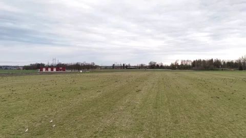 Drone Flying Over Birds Resting Peacefully in a Field Stock-Footage 345012880