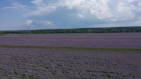 Drone flying over blooming phacelia field Video stock 329054454