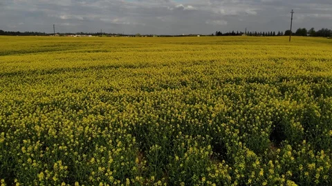 Drone flying over blooming rapes field Stock Footage 130031950
