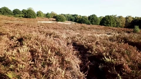 Drone flying over bracken and woodland Stock Footage 140799150