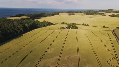 Drone flying over a bright yellow wheat field, near forest and sea Vídeo Stock 201968997