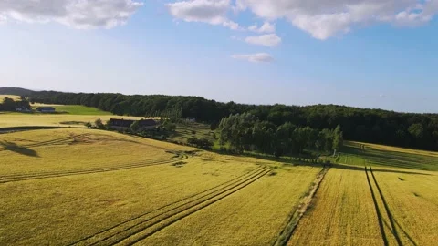 Drone flying over a bright yellow wheat field, near forest and sea Vídeo Stock 201969078