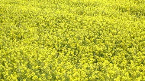 Drone flying over bright yellow rapeseed agricultural field Stock Footage 329054703
