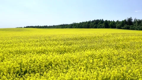 Drone flying over bright yellow rapeseed agricultural field Stock Footage 330868523