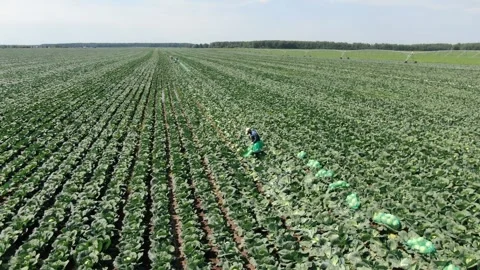 Drone flying over cabbage field with workers Stock Footage 333183049