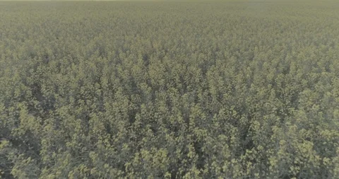 Drone flying over Canola fields. Video stock 93882218