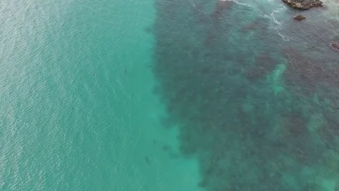Drone Flying Over Coast With Dolphins Stock Footage 71318397