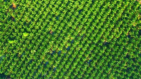 Drone is flying over coconut and oil palm trees in plantation Stock Footage 225413004