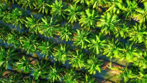 Drone is flying over coconut and oil palm trees in plantation Stock Footage 225414586