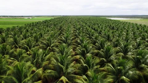 Drone flying over a coconut grove, Petrolina, Permabuco, Brazil Stock Footage 333292792