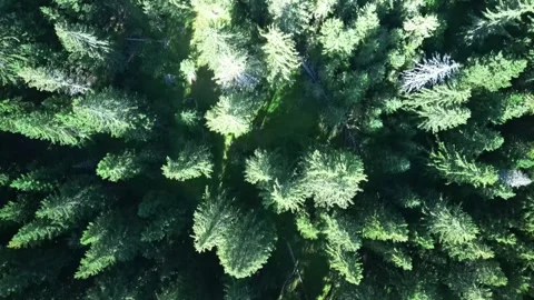 Drone flying over coniferous forest, Northern Montenegro. Stock Footage 293099287