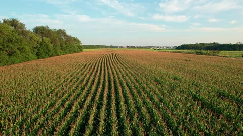Drone flying over a corn field in late summer during golden hour Stock Footage 249548513