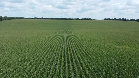Drone flying over corn field with trees and countryside in the background 스톡 동영상 283228430