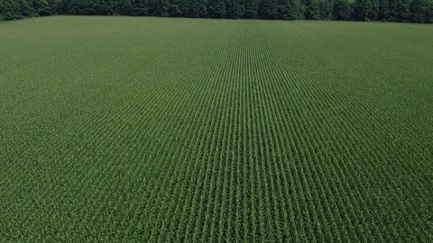 Drone flying over corn field with trees and countryside in the background 스톡 동영상 283228869