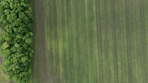 Drone flying over a cornfield during sunset. Drone flies over green agriculture Stock Footage 158211740