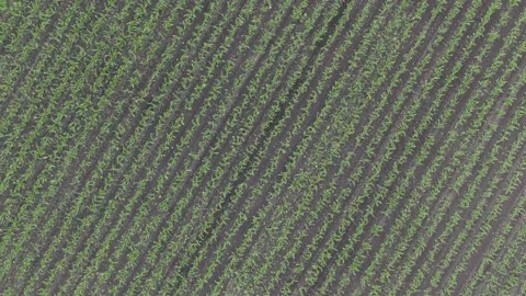 Drone flying over a cornfield during sunset. Drone flies over green agriculture Stock Footage 158224123