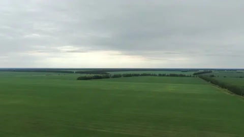 Drone flying over a cornfield during sunset. Drone flies over green agriculture Stock Footage 158232770