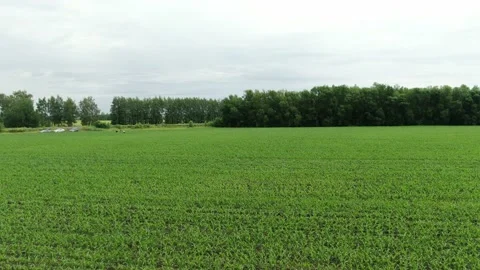 Drone flying over a cornfield during sunset. Drone flies over green agriculture Stock Footage 158254768
