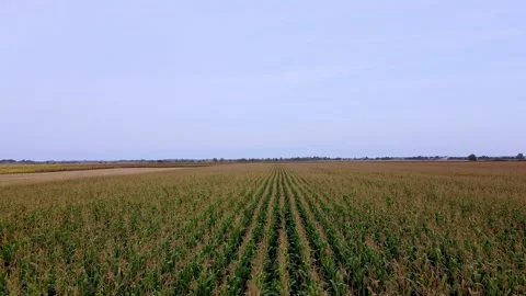 Drone flying over a cornfield green agriculture Stock Footage 143531598