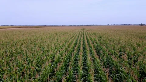 Drone flying over a cornfield green agriculture Stock Footage 143531766