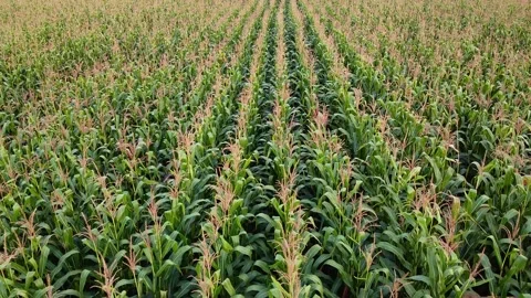 Drone flying over a cornfield green agriculture Stock Footage 143532243