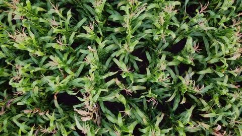 Drone flying over a cornfield green agriculture Stock Footage 143533079