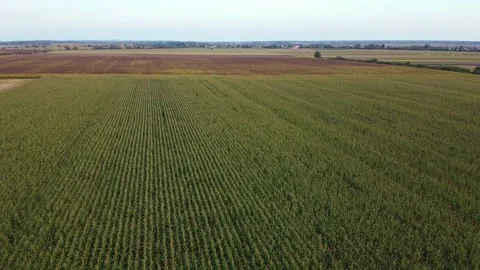 Drone flying over a cornfield green agriculture Stock Footage 143533480