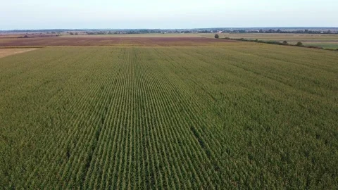 Drone flying over a cornfield green agriculture Stock Footage 143533759