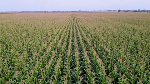 Drone flying over a cornfield green agriculture Stock Footage 143534511