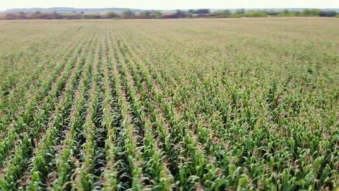 Drone flying over a cornfield green agriculture Stock Footage 143534826