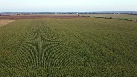 Drone flying over a cornfield green agriculture Stock Footage 143535828