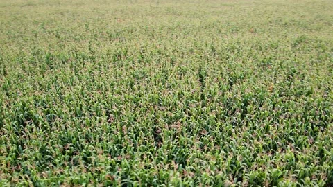 Drone flying over a cornfield green agriculture Stock Footage 143536247
