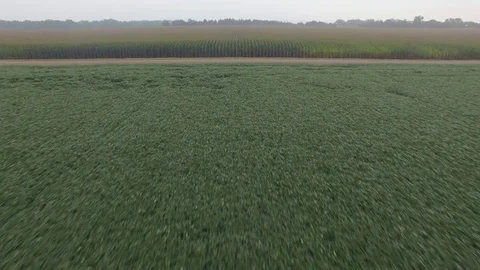Drone Flying Over Cornfield To River Stock Footage 78886660