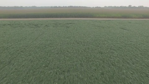 Drone Flying Over Cornfield To River Raw Stock Footage 78886661